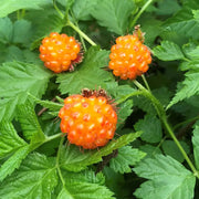 Salmonberry Raspberry Seeds