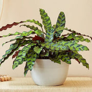 Calathea Seeds, Calathea lancifolia
