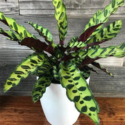 Calathea Seeds, Calathea lancifolia