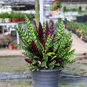 Calathea Seeds, Calathea lancifolia