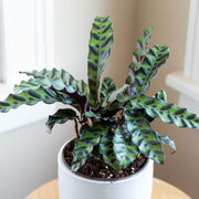 Calathea Seeds, Calathea lancifolia
