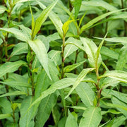 Vietnamese Seeds, Persicaria odorata