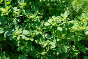 Fenugreek Seeds – Trigonella foenum-graecum