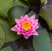 Lotus Seeds (Nelumbo nucifera)