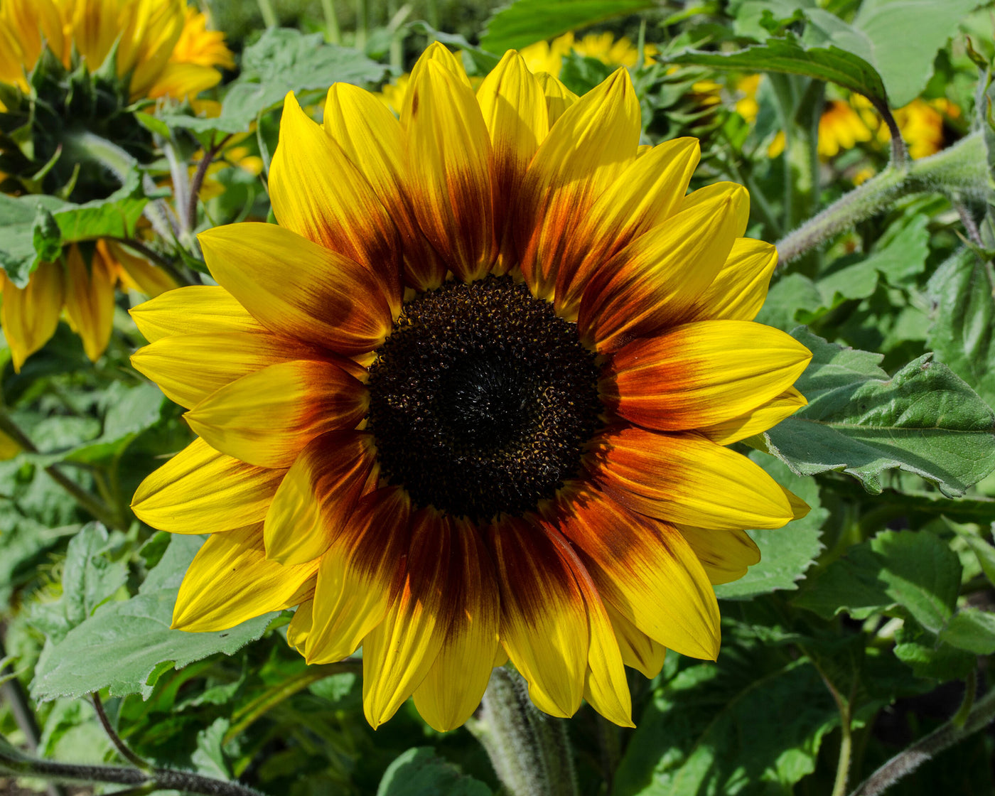 Sunflower Seeds – Helianthus annuus