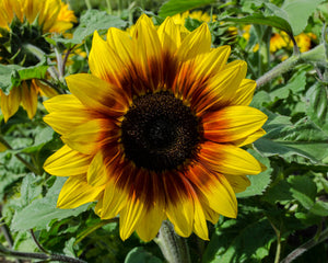 Sunflower Seeds – Helianthus annuus