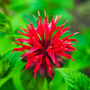 Bee Balm Seeds