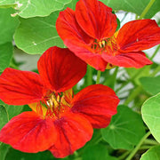 Red Nasturtium Seeds