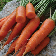 Red Cored Chantenay Carrot Seeds