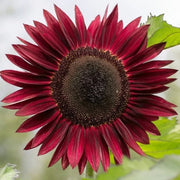 Thick Red Sunflower Seeds
