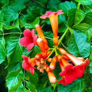 Red Trumpet Vine Seeds