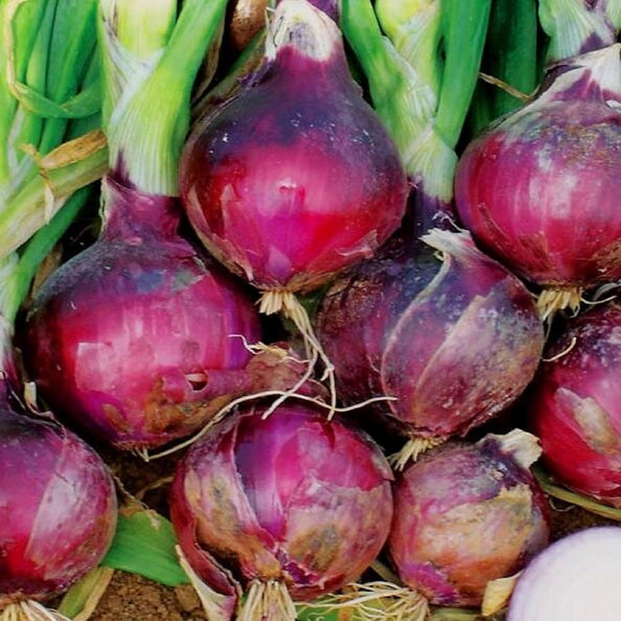 Red Candy Apple Onion Seeds