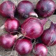 Red Candy Apple Onion Seeds