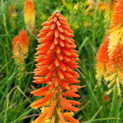 Torch Lily Red Hot Poker Seeds