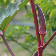 Burgundy Okra Seeds