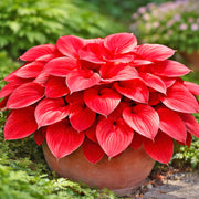 Red Perennial Hosta Seeds