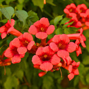 Campsis Radicans Trumpet Vine Seeds