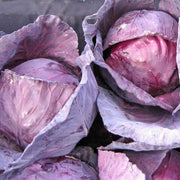 Red Acre Cabbage Seeds