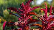 Amaranthus Seeds – Amaranthus spp.