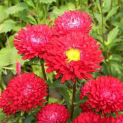 Wildflower Mix Red Aster Seeds