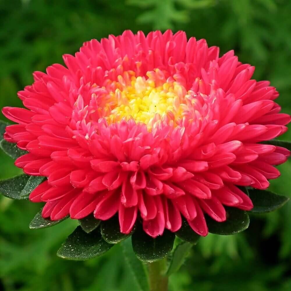 Wildflower Mix Red Aster Seeds