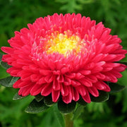 Wildflower Mix Red Aster Seeds