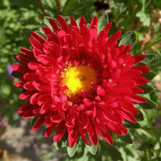 Wildflower Mix Red Aster Seeds