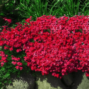 Red Aubrieta Rock Cress Seeds, Herbal