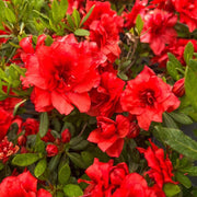 Red Azalea Rhododendron Seeds - Flower Plant