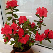 Red Azalea Rhododendron Seeds - Flower Plant