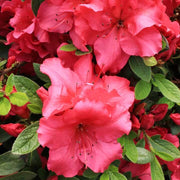 Red Azalea Rhododendron Seeds - Flower Plant
