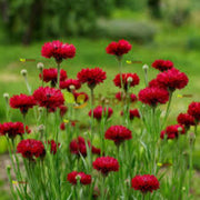 Red Bachelor Cornflower Seeds