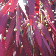 Red Cactus Mistletoe Seeds, Herbal