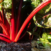 Swiss Chard Seeds – Beta vulgaris subsp. vulgaris
