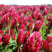 Red Clover Seeds