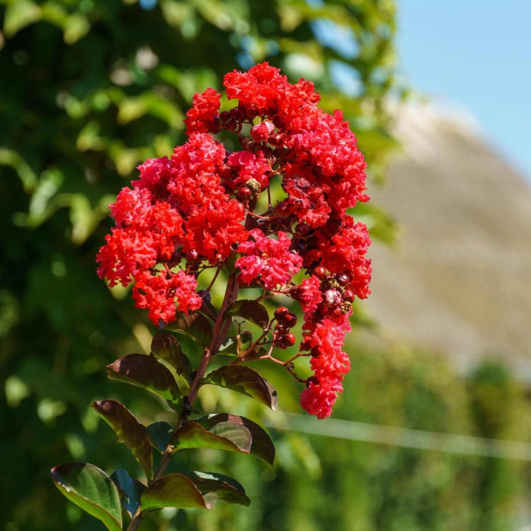 Red Crape Myrtle Seeds