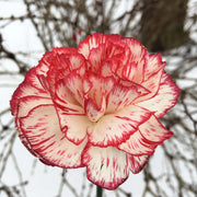 Red Seeds, Dianthus caryophyllus Flower Seeds