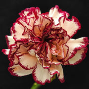 Red Seeds, Dianthus caryophyllus Flower Seeds