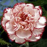 Red Seeds, Dianthus caryophyllus Flower Seeds