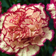 Red Seeds, Dianthus caryophyllus Flower Seeds