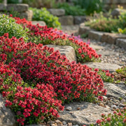 White Seeds, Thymus serpyllum Flower Seeds