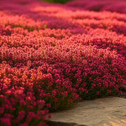 White Seeds, Thymus serpyllum Flower Seeds