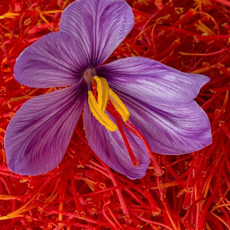Red Crocus Seeds - Flower Plant