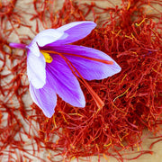 Red Crocus Seeds - Flower Plant