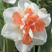 Red Double-Petal Daffodil Seeds - Flower Plant