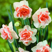 Red Double-Petal Daffodil Seeds - Flower Plant