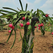 Dragon Fruit Seeds – Selenicereus undatus