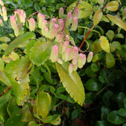 Red Edge Bryophyllum Seeds - Herbal Seeds