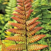 Red Fern Pteridophyta Seeds - Flower Plant