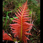 Red Fern Pteridophyta Seeds - Flower Plant
